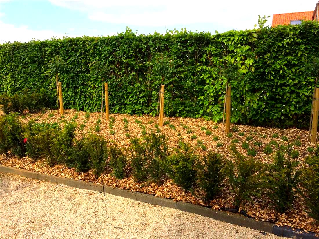 Nieuwe beplanting aangelegd