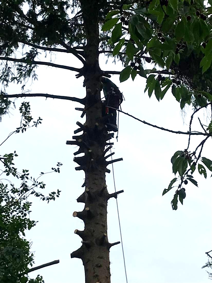Veilig vellen van boom, Geraardsbergen