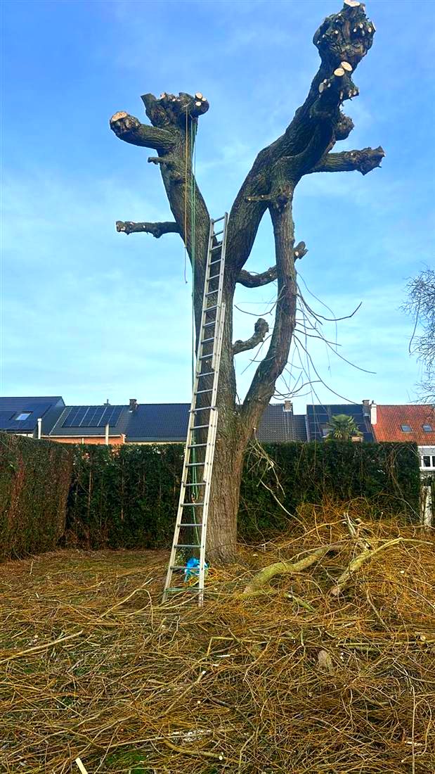 Gesnoeide treurwilg, Liedekerke